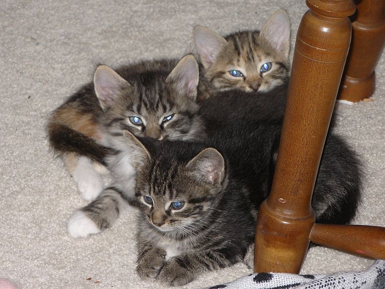 Memama Cat's Kittens